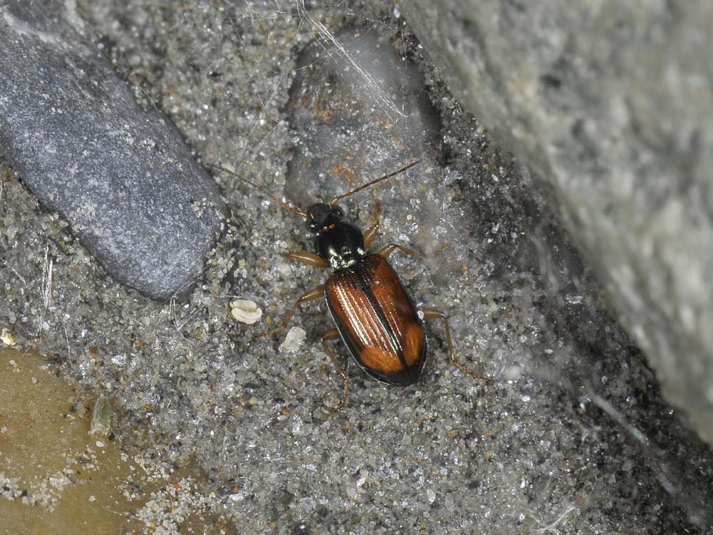 Bembidion testaceum, o meglio Ocydromus testaceus